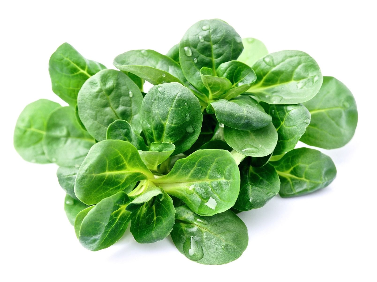 Lambs Tongue lettuce