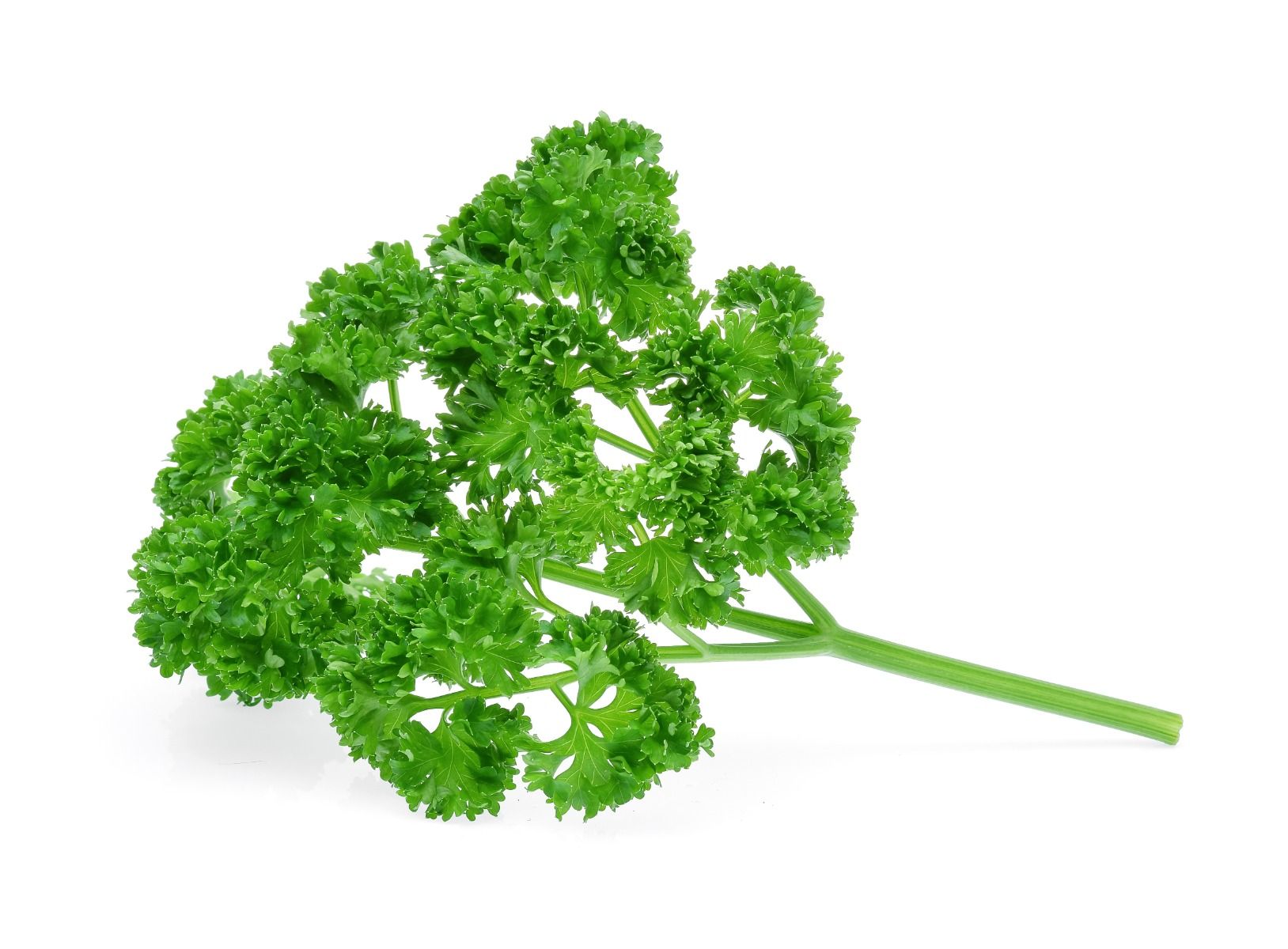 Parsley Curley - 80G -100G