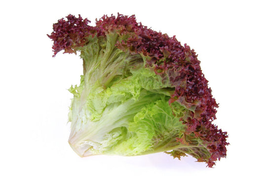 Lollo Rosso Lettuce