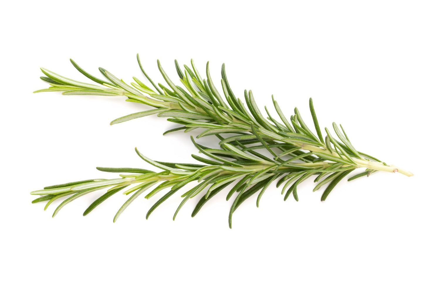 Rosemary - 80 - 100G