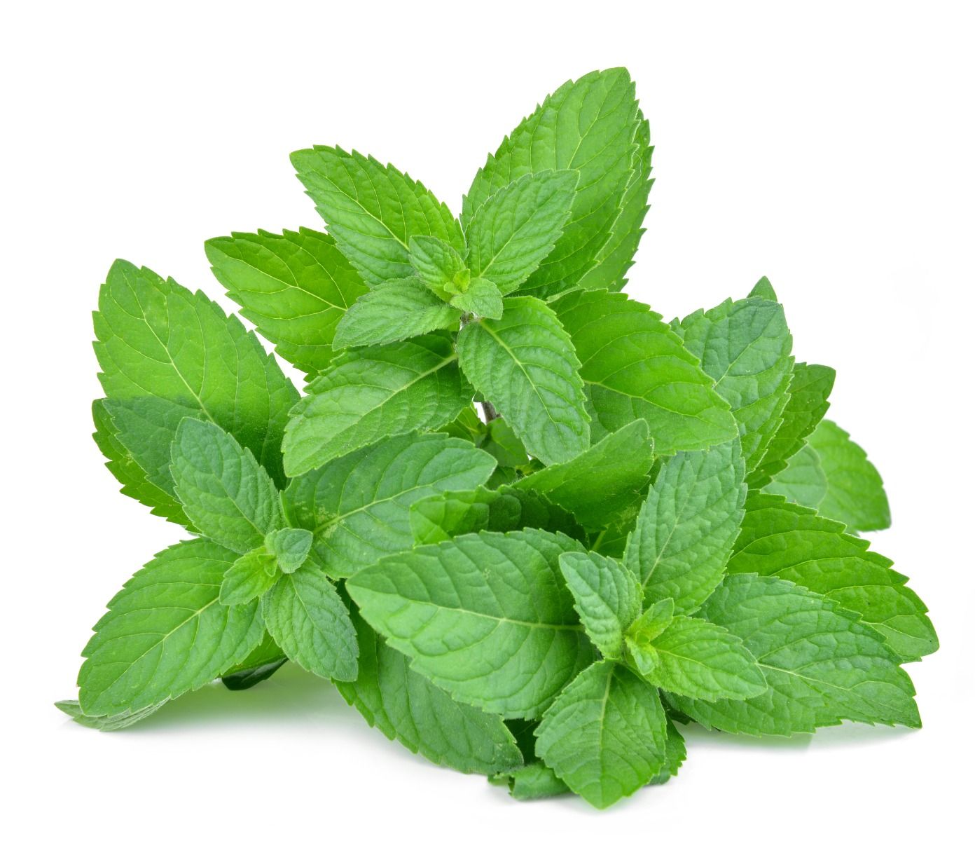 Mint - 80G-100G