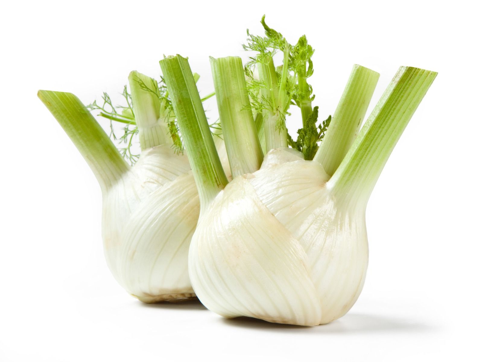 Fennel