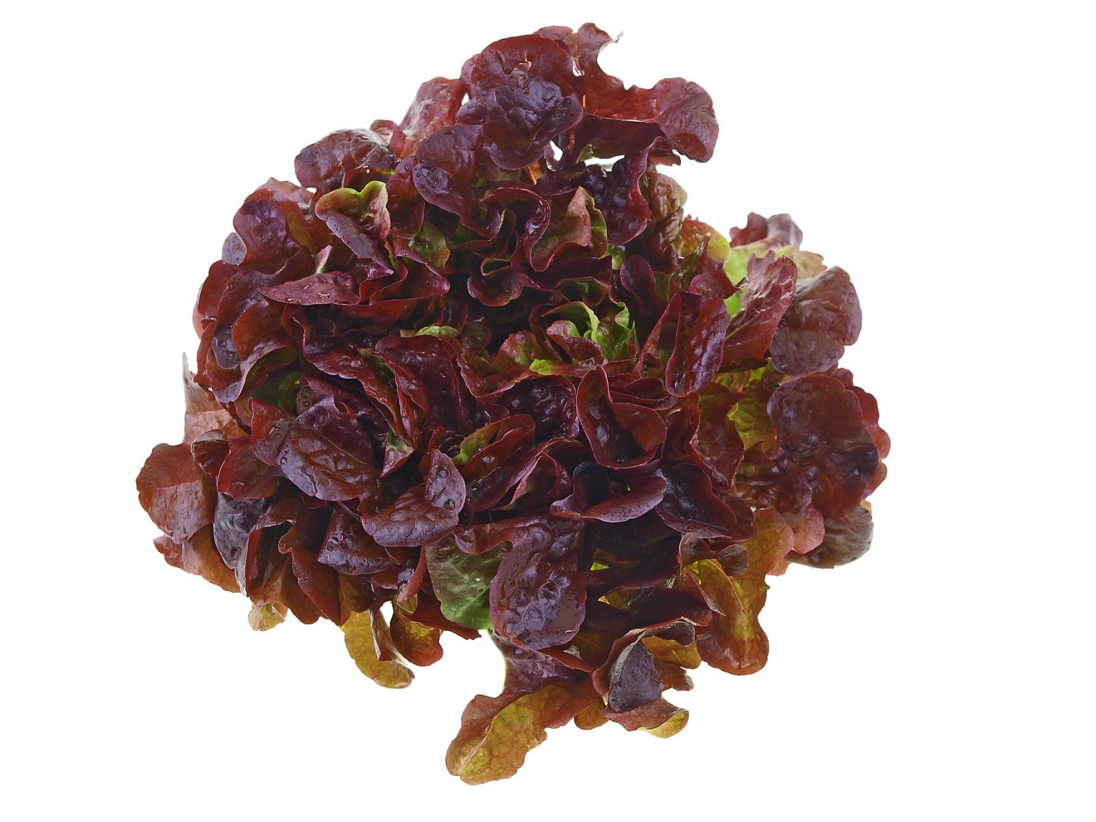 Oakleaf lettuce