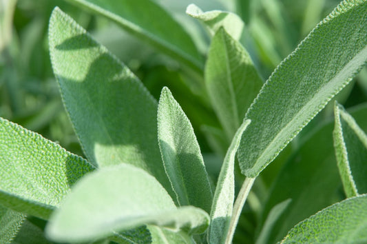 Sage - 100G
