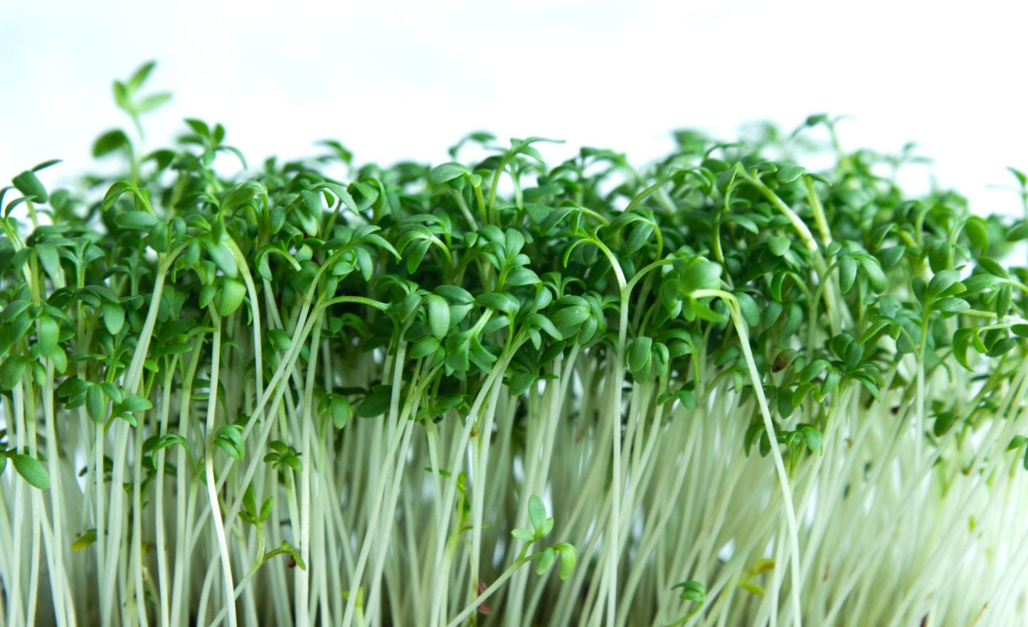 Salad cress