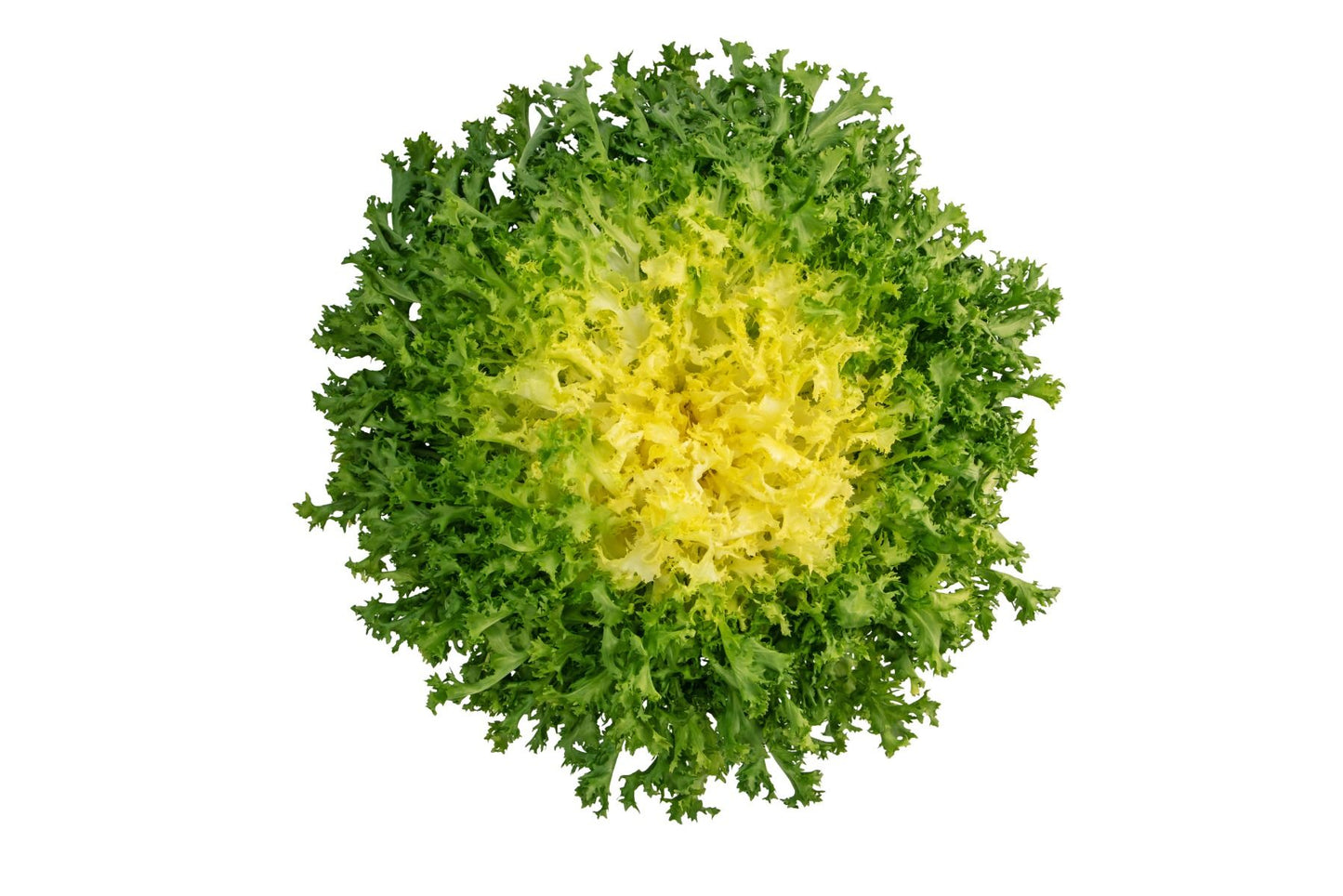 Endive lettuce