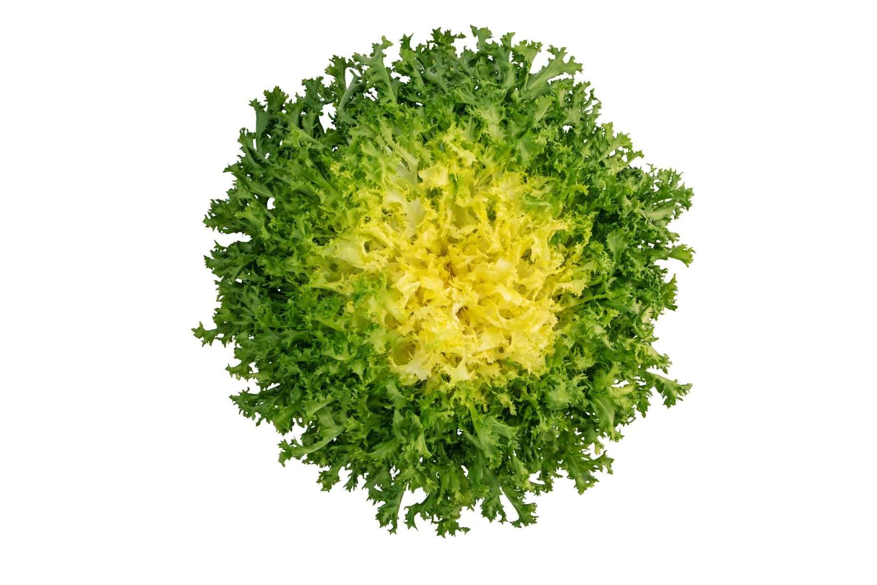 Endive lettuce