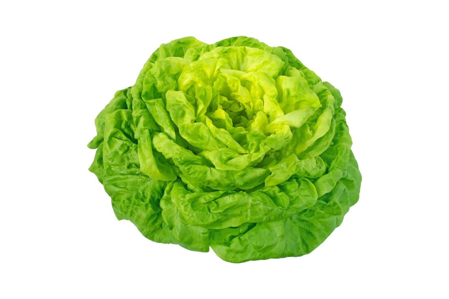 Round lettuce