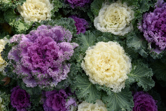 Mixed Variegated Kale - 250g