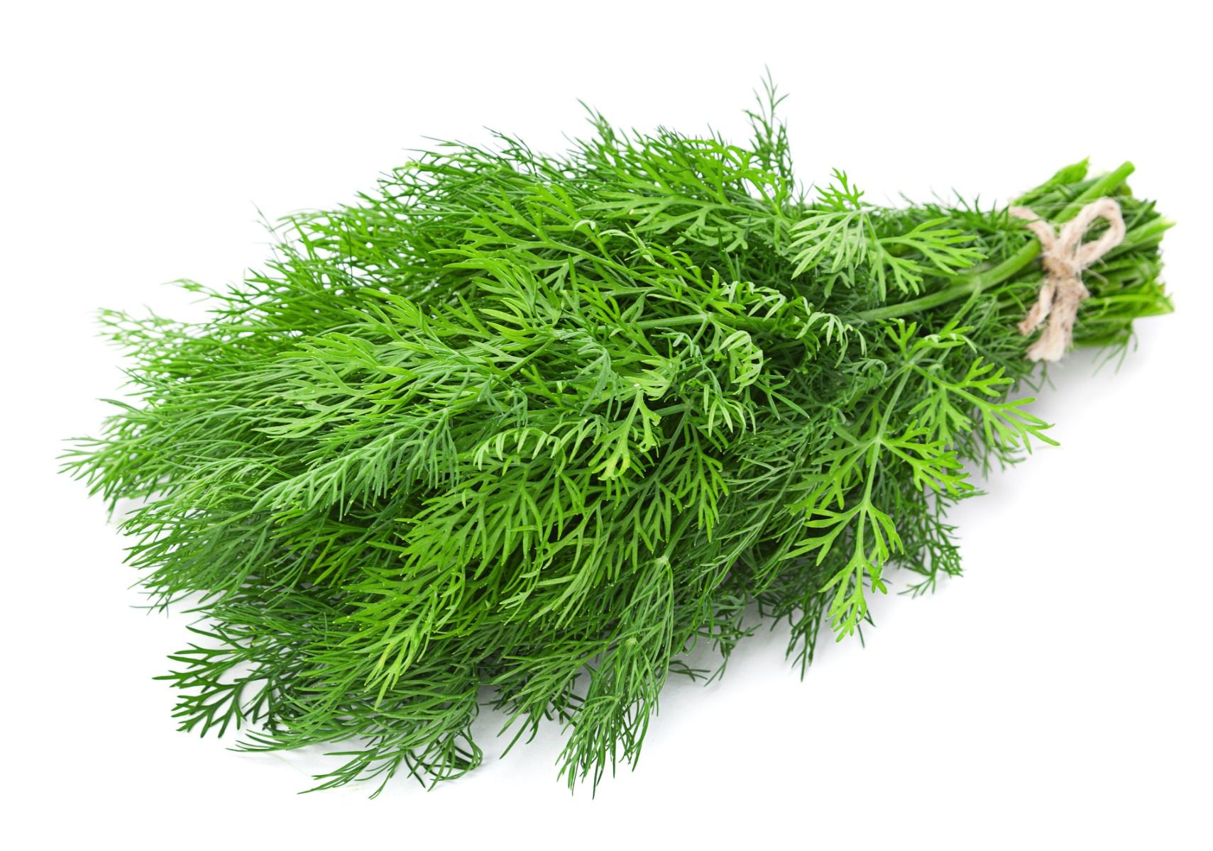 Dill - 80G-100G