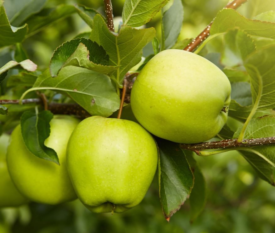Bramley Cooking Apples - Each