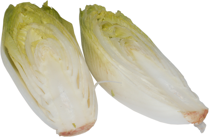 White Chicory