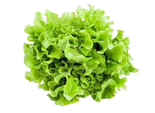 Lollo Biondi lettuce